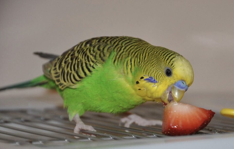 Parakeet Eating a Strawberry